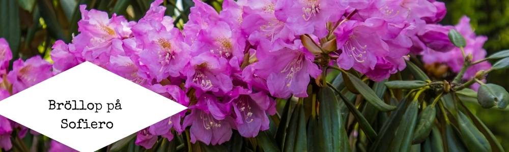 Rhododendrobuske med texten Bröllop på sofiero